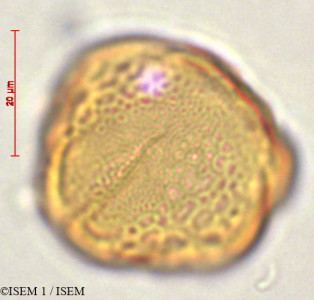 ISEM 1/Columnea_minor_29340/Columnea_minor_29340_0001(copy)_thumb.jpg